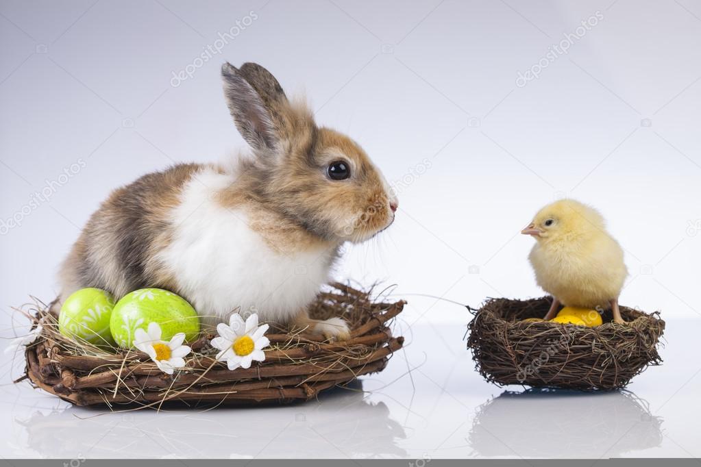 Easter, bunny and chicken