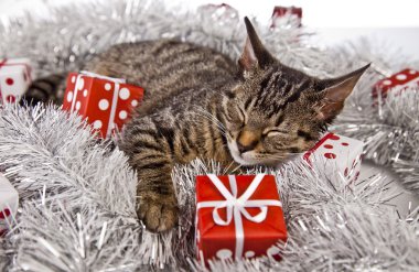 Noel yavru kedi
