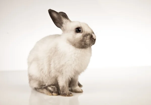 Pasqua, coniglietto e pollo — Foto Stock