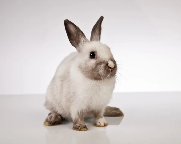 Easter bunny en kip — Stockfoto