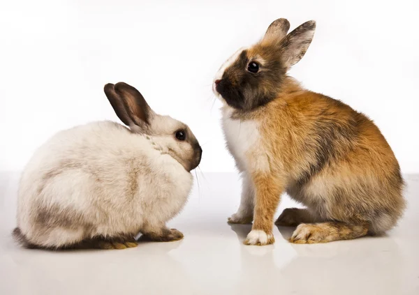 Easter bunny en kip — Stockfoto