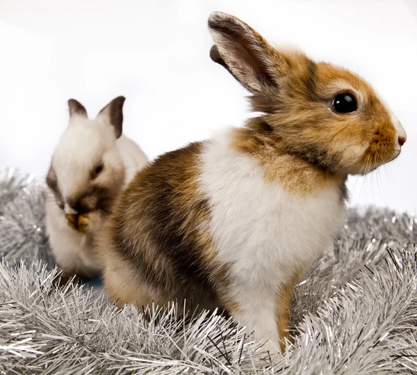 Kerstmis bunny en konijn — Stockfoto