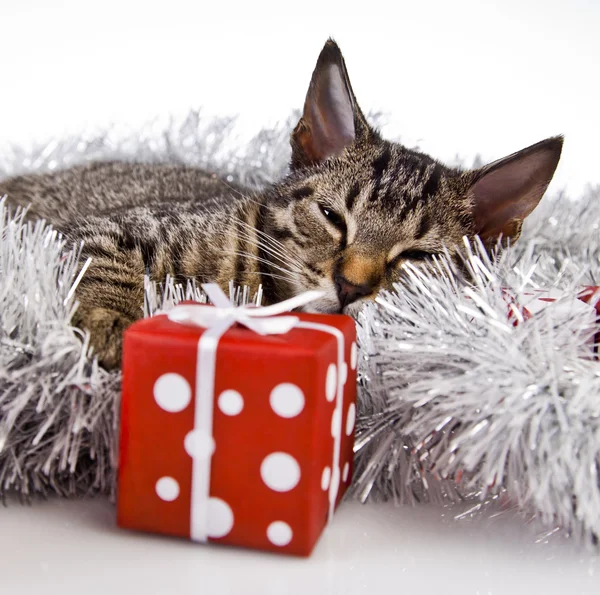 Christmas kitten — Stockfoto