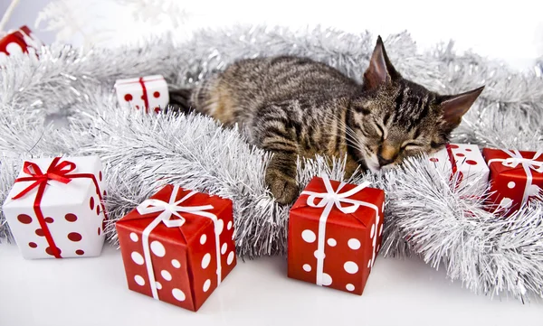 Chaton de Noël — Photo