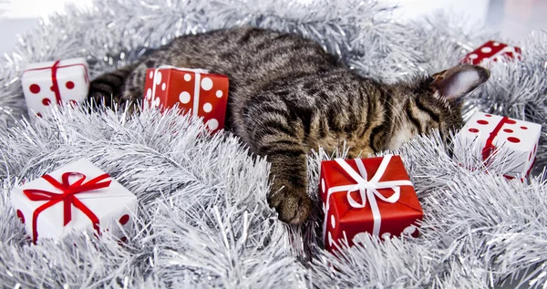 Christmas kitten — Stockfoto