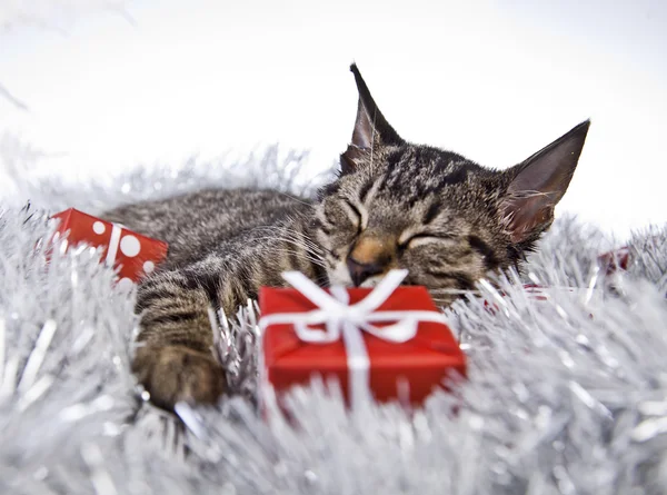 Χριστούγεννα γατάκι — Φωτογραφία Αρχείου
