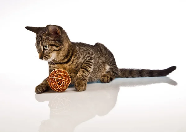 Playing cat — Stock Photo, Image