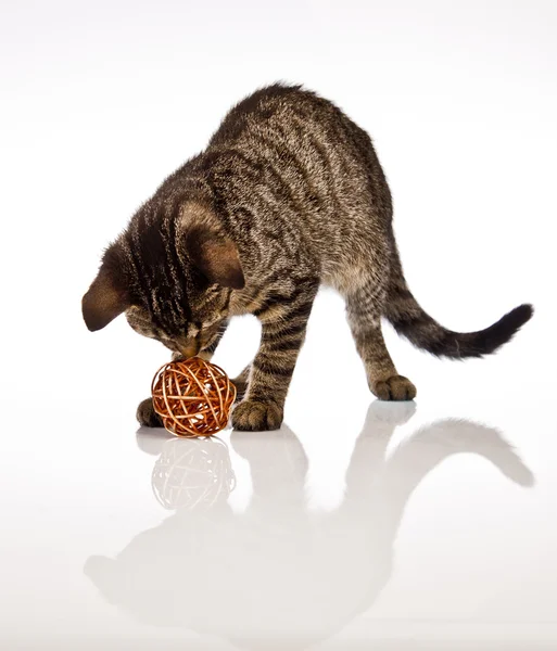 Playing cat — Stock Photo, Image