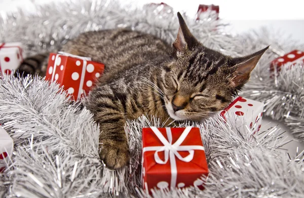 Gatinho de natal — Fotografia de Stock