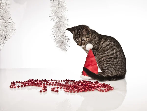 Christmas kitten — Stockfoto