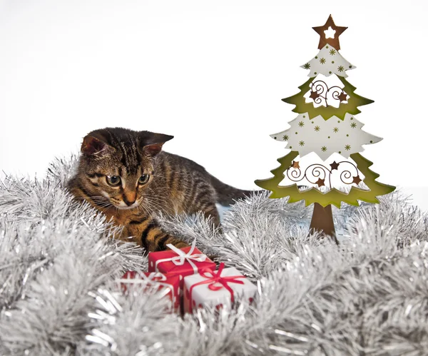 クリスマスの子猫 — ストック写真