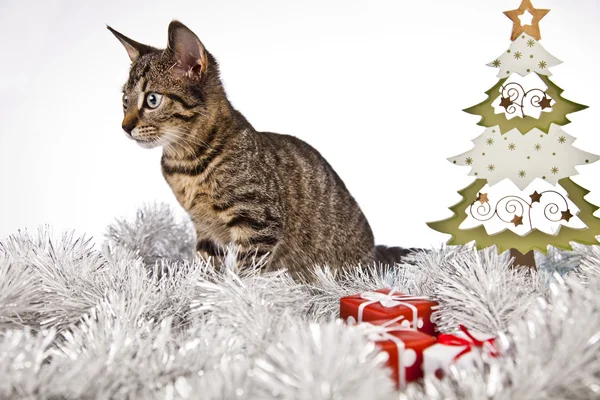 Gatinho de natal — Fotografia de Stock