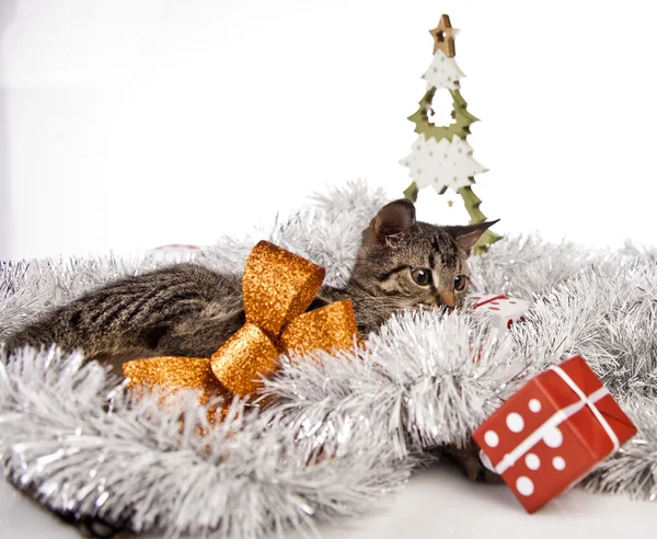 Gatinho de natal — Fotografia de Stock