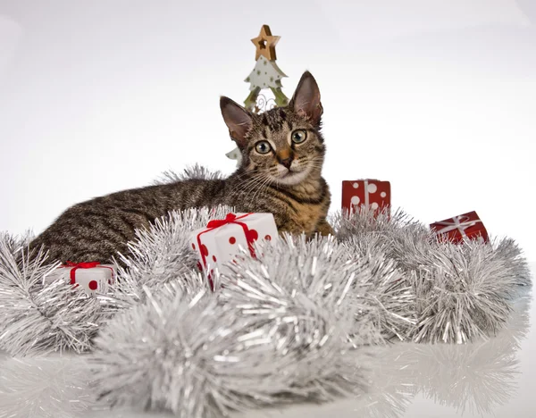 Christmas Kitten — Stock Photo, Image