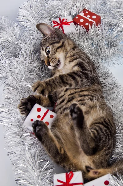 Christmas kitten — Stockfoto