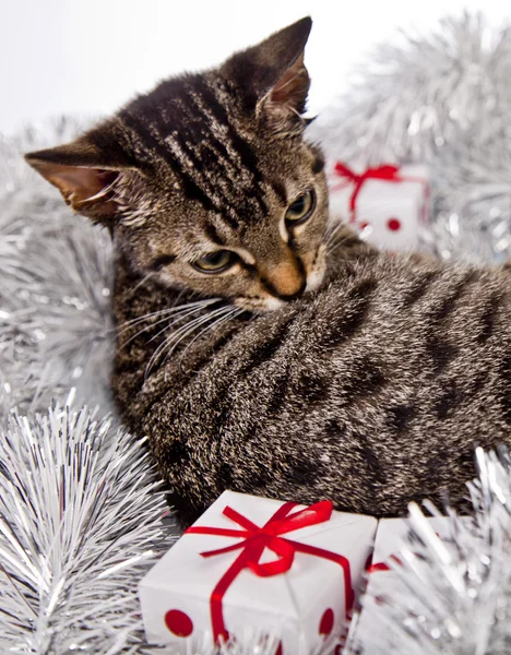 Christmas Kitten — Stock Photo, Image