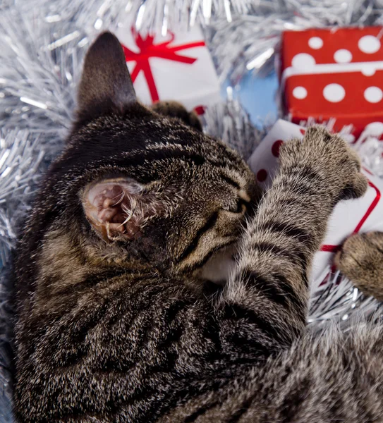 Christmas kitten — Stockfoto
