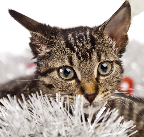 Christmas kitten — Stockfoto