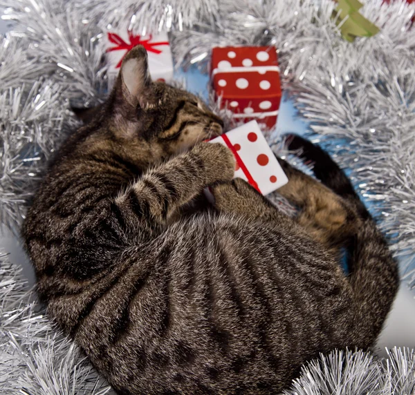 Christmas kitten — Stockfoto