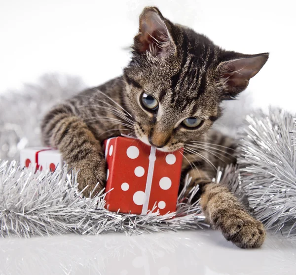 Gatito de Navidad — Foto de Stock