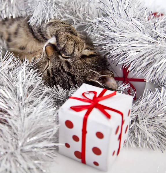 Christmas kitten — Stockfoto