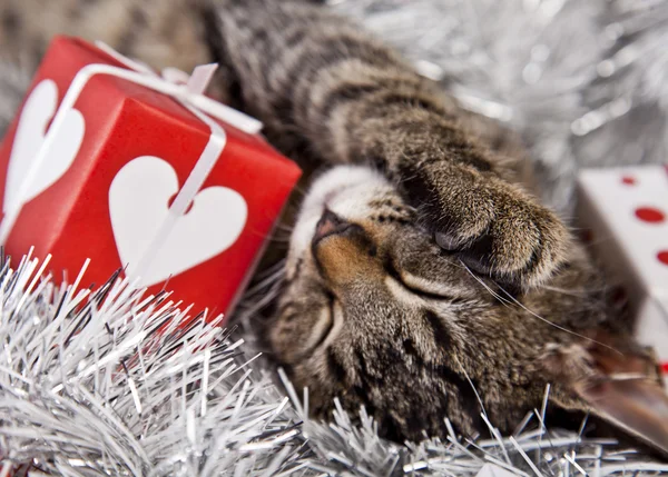 ख्रिसमस मांजर — स्टॉक फोटो, इमेज