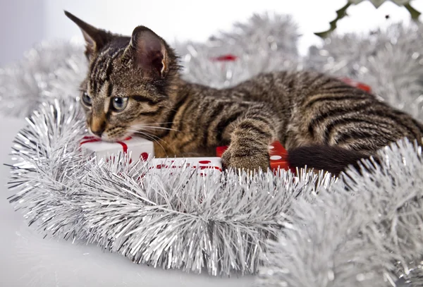 Chaton de Noël Images De Stock Libres De Droits