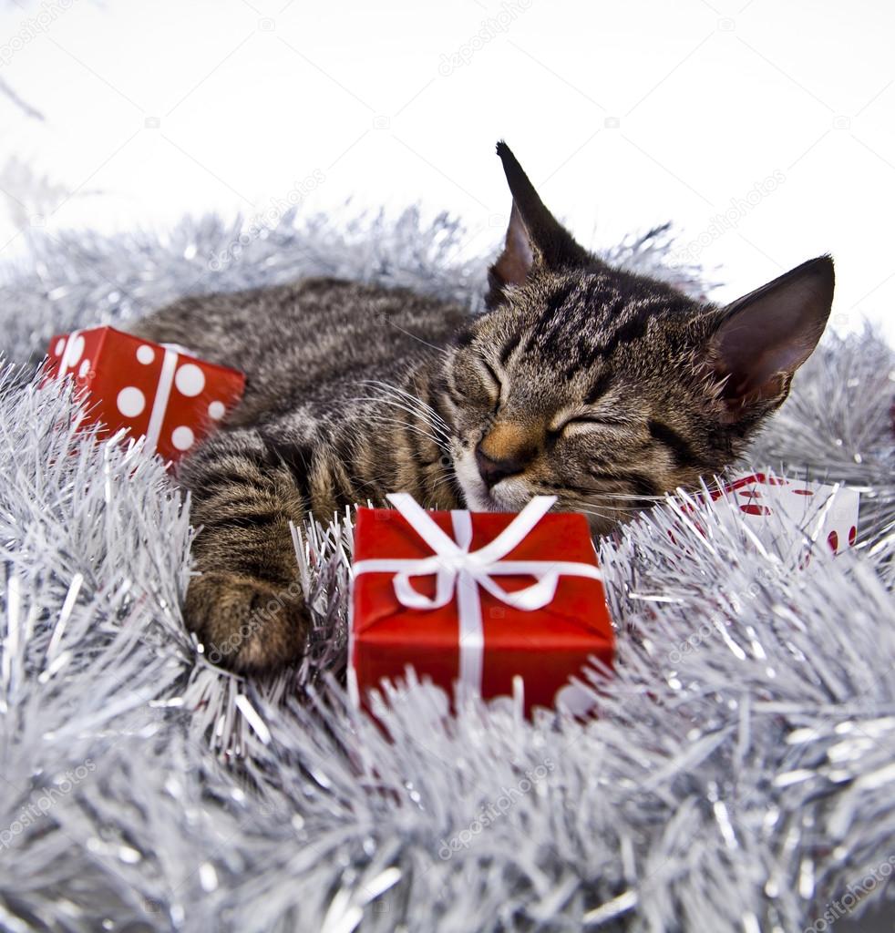 Christmas Kitten