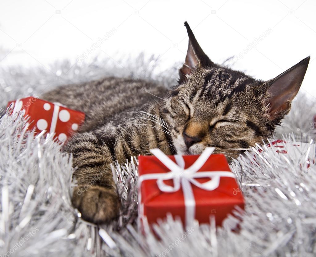 Christmas Kitten