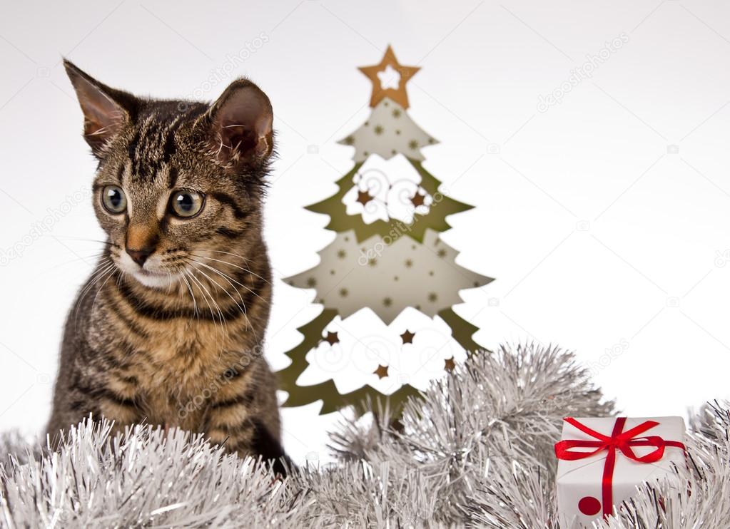 Christmas Kitten