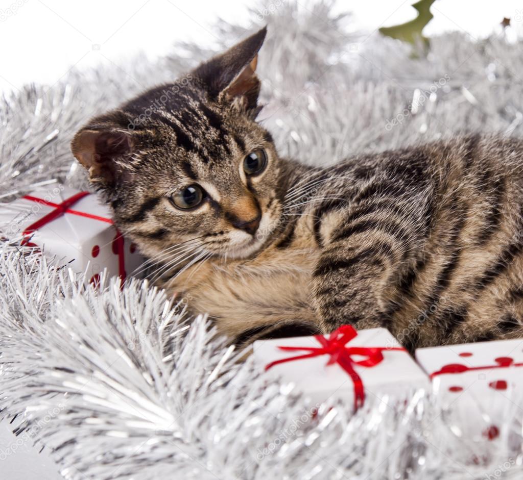 Christmas Kitten