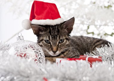 Noel yavru kedi