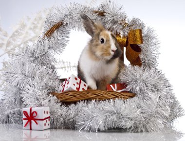 Noel tavşan ve tavşan