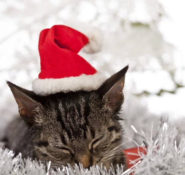 Chaton de Noël — Photo