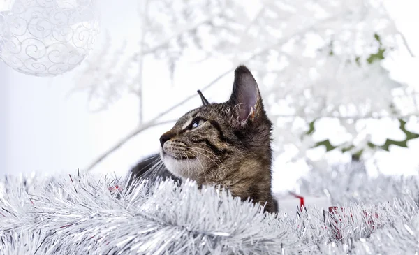 Christmas Kitten — Stock Photo, Image