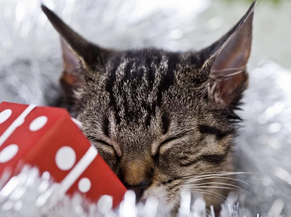 Christmas kitten — Stockfoto