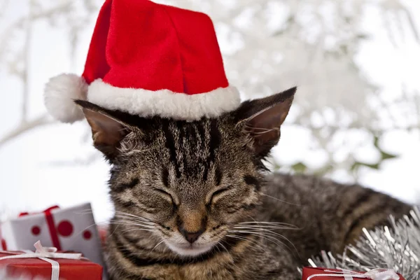 Chaton de Noël — Photo