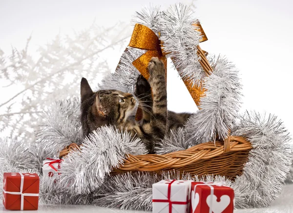 Gatito de Navidad — Foto de Stock