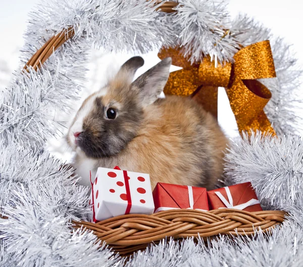 圣诞兔子和兔子 — 图库照片