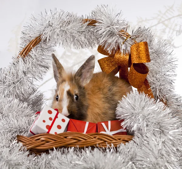 Kerstmis bunny en konijn — Stockfoto