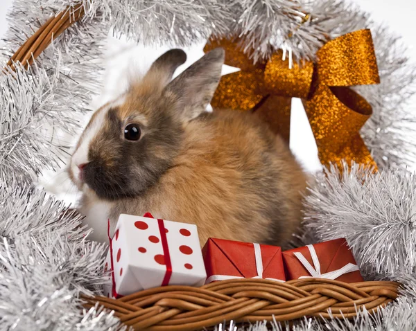 Christmas Bunny and Rabbit — Stock Photo, Image