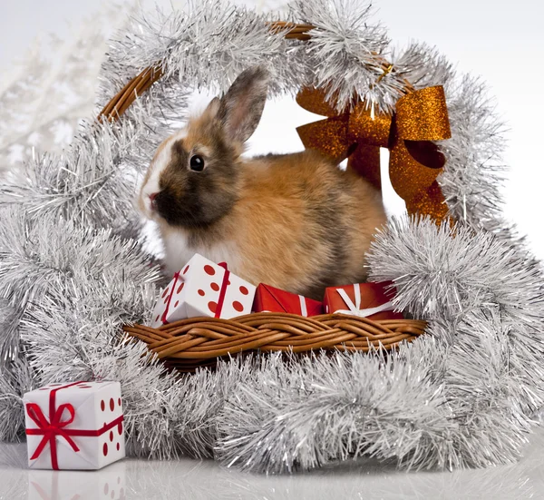 Conejo de Navidad y conejo —  Fotos de Stock