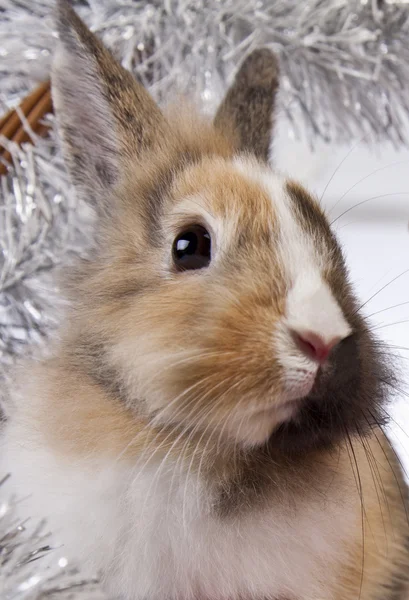 Christmas Bunny and Rabbit — Stock Photo, Image