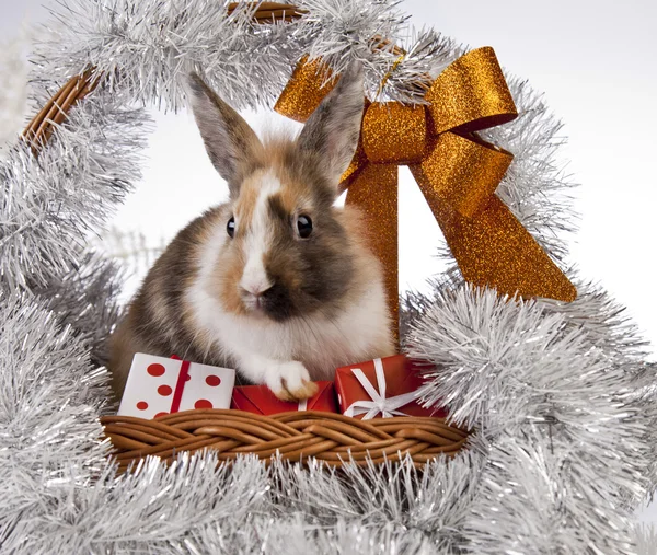 Рождественский кролик и кролик — стоковое фото
