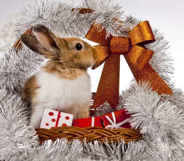 Christmas Bunny and Rabbit — Stock Photo, Image