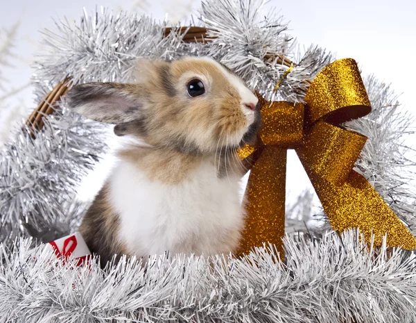 Christmas Bunny and Rabbit — Stock Photo, Image