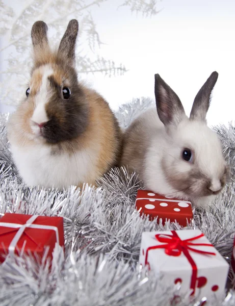 Christmas bunny and rabbit — Stock Photo, Image