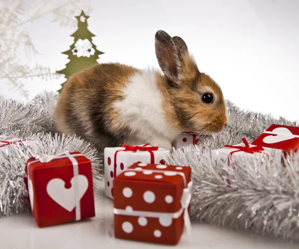 Christmas bunny and rabbit — Stock Photo, Image