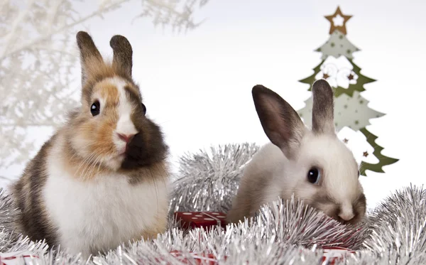 Christmas bunny and rabbit — Stock Photo, Image