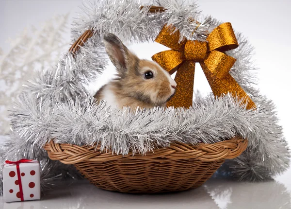 Vánoční bunny a králík — Stock fotografie